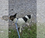 Small #5 Dachshund-Jack Russell Terrier Mix