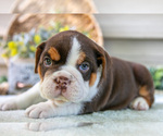 Small #4 Beabull
