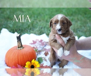 Medium Goldendoodle (Miniature)