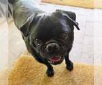 Small Photo #2 Pug Puppy For Sale in Albuquerque, NM, USA