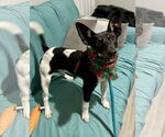 Small #2 Rat Terrier Mix