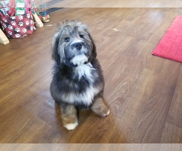 Medium Photo #4 Bernedoodle Puppy For Sale in COLORADO SPRINGS, CO, USA