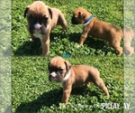 Puppy 6 Boxer
