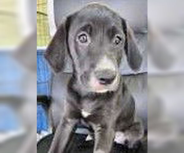 Medium Photo #1 Labrador Retriever-Unknown Mix Puppy For Sale in Royal Palm Beach, FL, USA