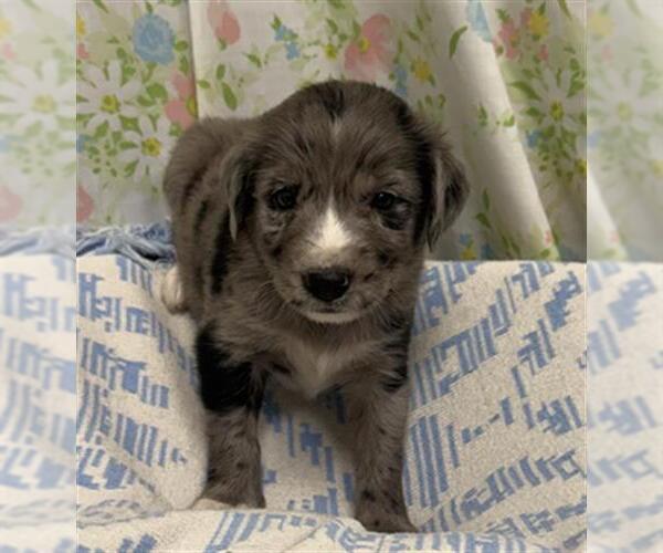 Medium Photo #1 Mutt Puppy For Sale in Rosenberg, TX, USA