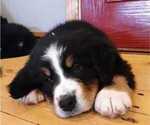 Small Photo #7 Bernese Mountain Dog Puppy For Sale in NORWOOD, MO, USA