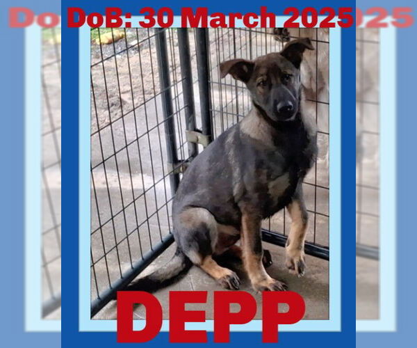 Medium Photo #13 German Shepherd Dog Puppy For Sale in Sebec, ME, USA