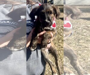 Labrador Retriever-Spaniel Mix Dogs for adoption in Clarkston, MI, USA