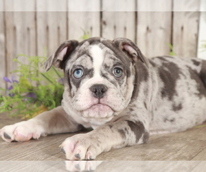 Olde English Bulldogge Puppy for sale in MOUNT VERNON, OH, USA