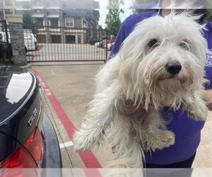 Maltese Dogs for adoption in Houston, TX, USA