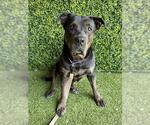 Small #3 Rottweiler Mix
