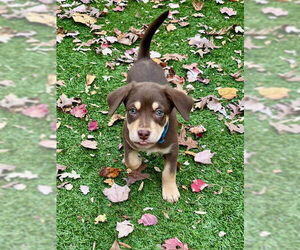 Mutt Dogs for adoption in Holly Springs, NC, USA