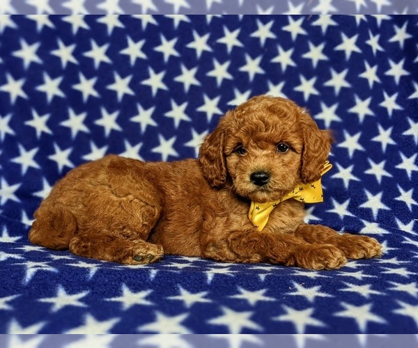 Medium Photo #5 Goldendoodle Puppy For Sale in COCHRANVILLE, PA, USA