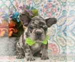 Small Photo #5 French Bulldog Puppy For Sale in OXFORD, PA, USA