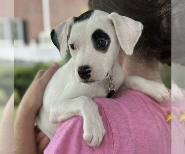 Medium Photo #2 American Pit Bull Terrier-Unknown Mix Puppy For Sale in pomfret, CT, USA