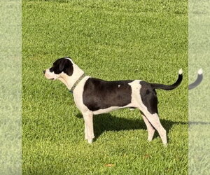Soda Pop - Male American Bulldog-Unknown Mix Dog for Adoption - Photo #3