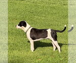 Small #2 American Bulldog Mix