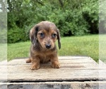 Small #2 Dachshund