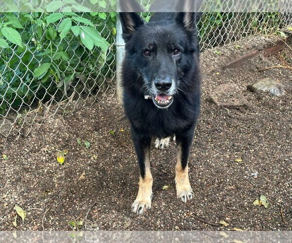 Medium Photo #2 German Shepherd Dog Puppy For Sale in St. Cloud, MN, USA