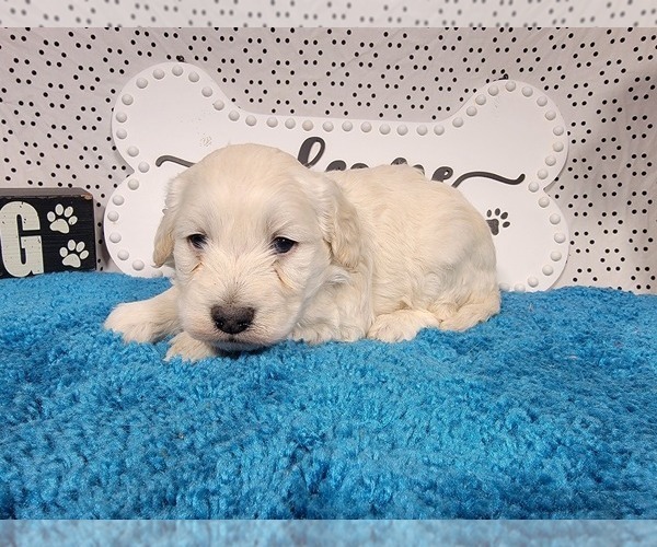 Medium Photo #6 Goldendoodle mix (+ Poodle Toy) Puppy For Sale in BLACK FOREST, CO, USA