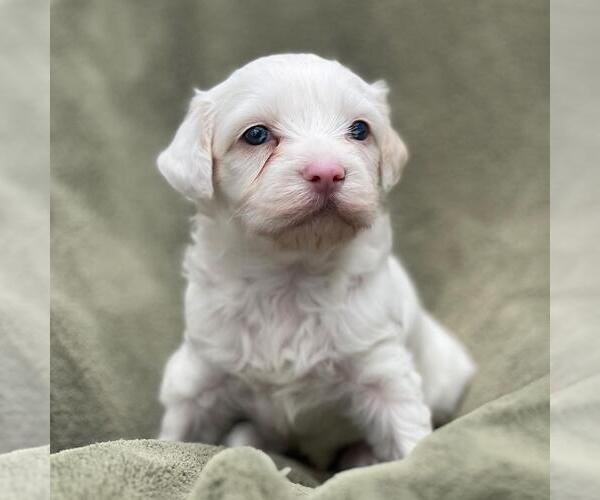 Medium Photo #4 Maltipoo (Miniature) Puppy For Sale in San Diego, CA, USA