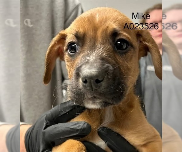 Medium Photo #2 Boxer-Unknown Mix Puppy For Sale in Mooresville, NC, USA