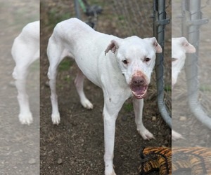 Barnaby - Male American Bulldog-Unknown Mix Dog for Adoption - Photo #4