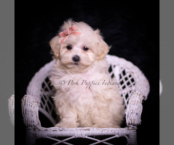 Medium Photo #2 Maltipoo (Toy) Puppy For Sale in WARSAW, IN, USA