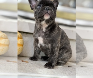 French Bulldog Puppy for sale in WESTBY, WI, USA
