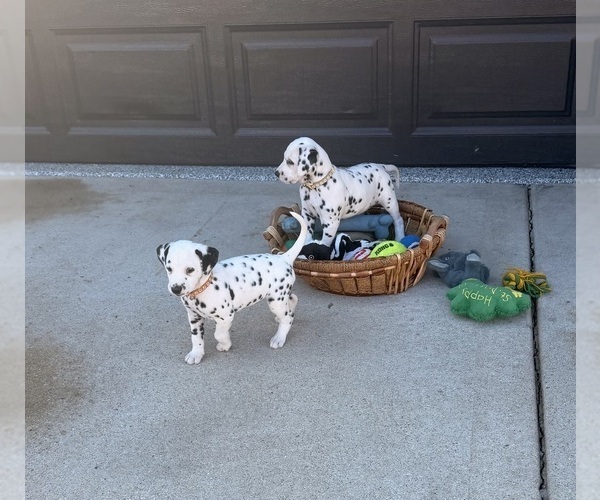 Medium Photo #8 Dalmatian Puppy For Sale in ADDISON, IL, USA
