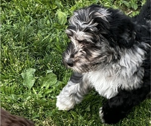 Bernedoodle Puppy for Sale in CANFIELD, Ohio USA