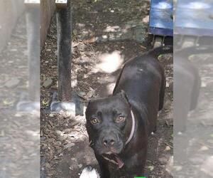 American Staffordshire Terrier-Unknown Mix Dogs for adoption in San Antonio, TX, USA