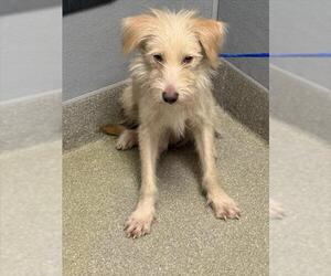 Mutt Dogs for adoption in Las Vegas, NV, USA