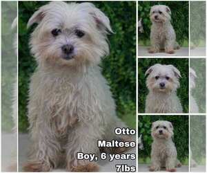 Maltese Dogs for adoption in Seattle, WA, USA