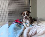 Small #1 Boxer Mix