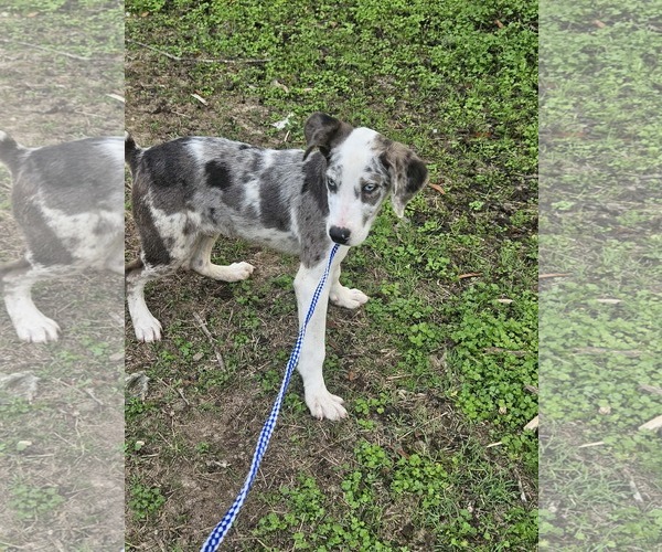 Medium Photo #29 Australian Shepherd-Unknown Mix Puppy For Sale in Wakefield, RI, USA