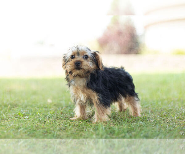 Medium Photo #6 Morkie Puppy For Sale in WARSAW, IN, USA