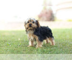Small Photo #6 Morkie Puppy For Sale in WARSAW, IN, USA