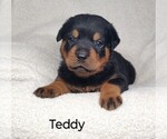 Puppy Teddy Rottweiler