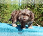 Small #8 ShihPoo