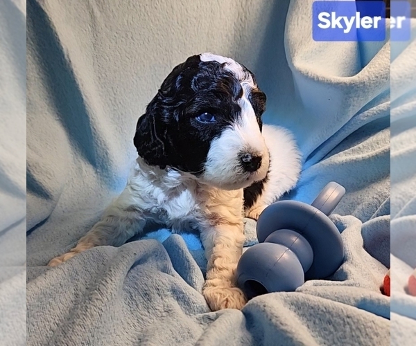 Medium Photo #6 Poodle (Miniature) Puppy For Sale in WHITEWATER, WI, USA