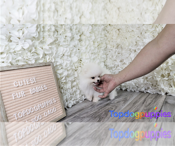 Medium Photo #4 Pomeranian Puppy For Sale in FULLERTON, CA, USA