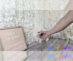 Small Photo #4 Pomeranian Puppy For Sale in FULLERTON, CA, USA