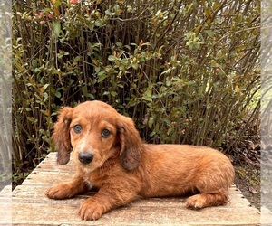 Buggs Puppy for sale in MIDDLEBURY, IN, USA