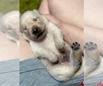 Small Photo #3 Labrador Retriever Puppy For Sale in homestead, FL, USA