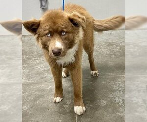 Australian Shepherd-Huskies  Mix Dogs for adoption in Rosenberg, TX, USA