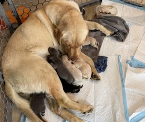 Mother of the Labrador Retriever puppies born on 04/19/2026