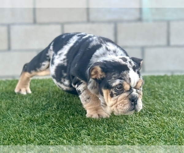 Medium Photo #6 English Bulldog Puppy For Sale in ATLANTA, GA, USA
