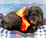 Small Photo #4 Bernedoodle (Miniature) Puppy For Sale in ROY, UT, USA