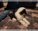 Small Photo #12 Old English Sheepdog Puppy For Sale in WILMINGTON, OH, USA